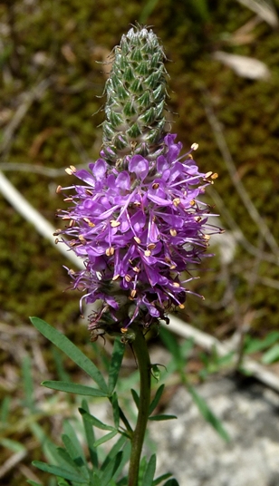 {Dalea gattingeri}